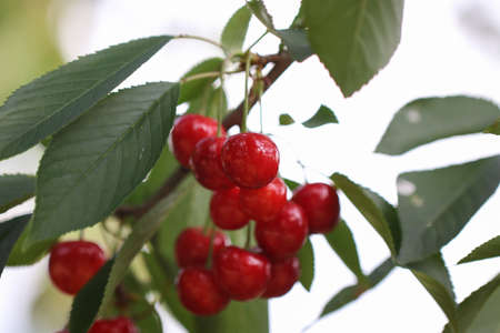 Cherry fruit on the tree.の写真素材