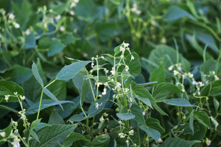 Young bean plant with flowers in the garden.の写真素材