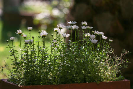 Nature background with blossoming daisy flowers.の写真素材