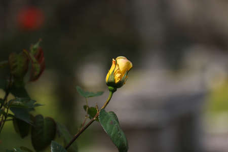 Yellow rose with green leaves in garden.の写真素材