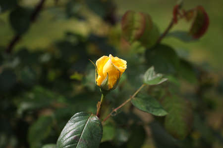 Yellow rose with green leaves in garden.の写真素材
