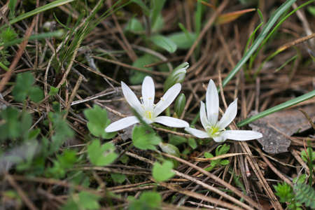 Close up of white wildflowers.の写真素材