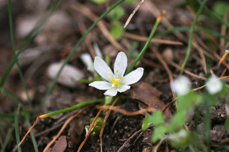 Close up of white wildflowers.の写真素材