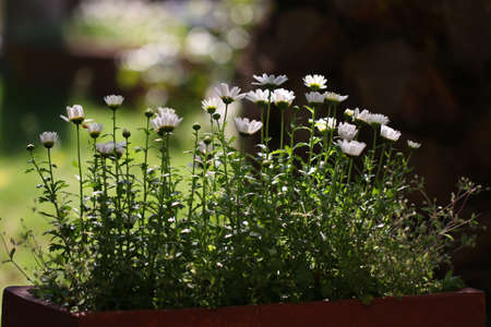 Nature background with blossoming daisy flowers.の写真素材
