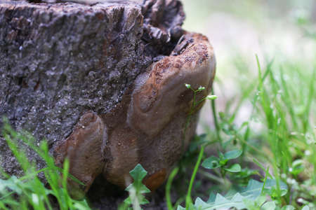 Large tree fungus growing on old tree stump.