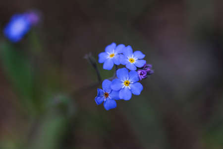 Close up of little blue flowers on dark background.の写真素材