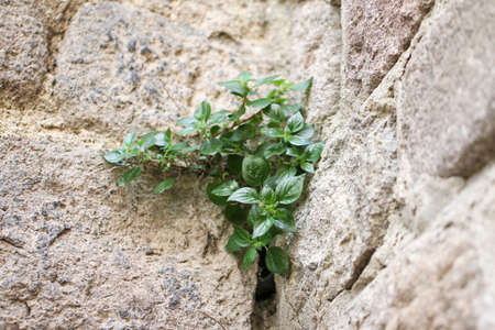 Plant grow up on the stone wall. Stone background.の写真素材
