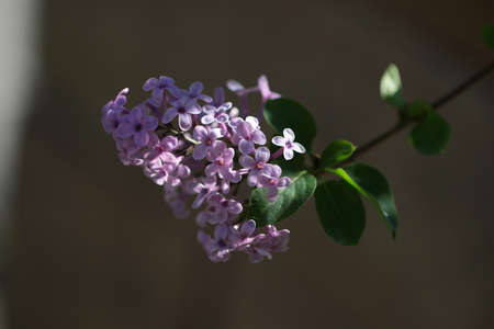 Green branch with spring lilac flowers.の写真素材