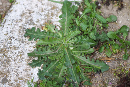 Common Sowthistle (Sonchus oleraceus) has yellow flowers in spring to summer with fluffy thistle head seeds forming after the petals all.の写真素材