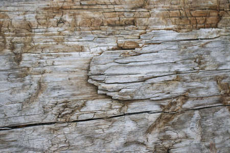 Flat wood grain wall or floor background with knots and texture. Neutral warm organic colors.の写真素材