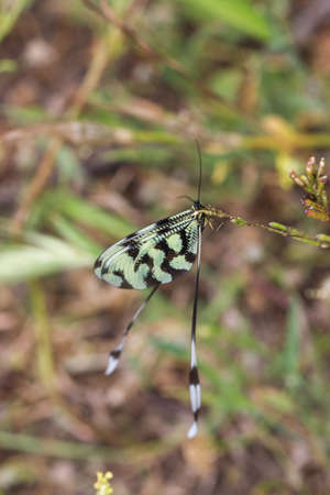 A macro shot of Nemoptera sinuata Thread-winged antlion.の写真素材