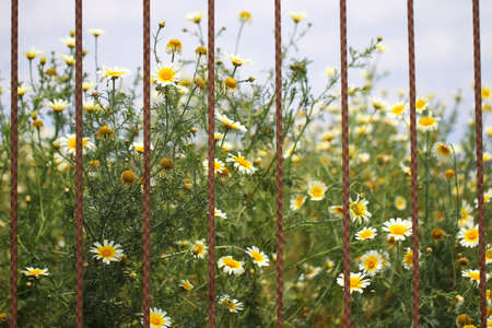 Daisies over a metal grid as a background.の写真素材
