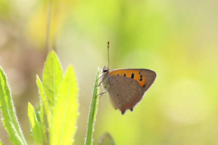 Satyrium Ilicis. Close up of butterfly in nature.の写真素材