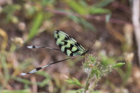A macro shot of Nemoptera sinuata Thread-winged antlion.の写真素材