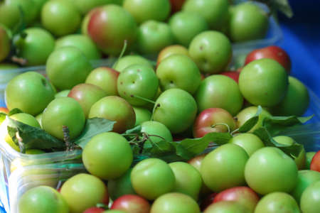 Green and red plums. Fresh and healty fruits.の写真素材