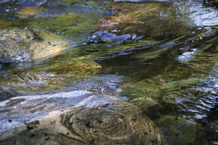 Stream in Ida Mountain, Turkey. Beautiful nature.