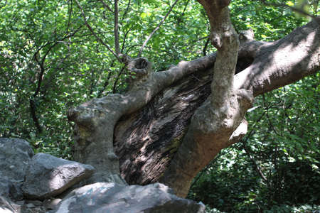 Trees in the forest. Ida Mountain, Turkey.の写真素材
