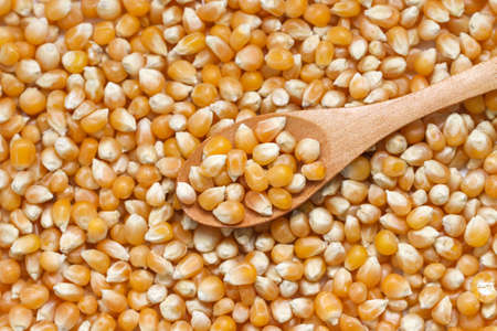 Close up of corn grains. Seeds background.の写真素材