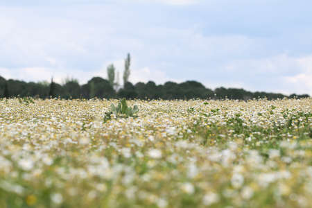 Nature Background with blossoming daisy flowers. Flower meadow Summer with selective focus.の写真素材