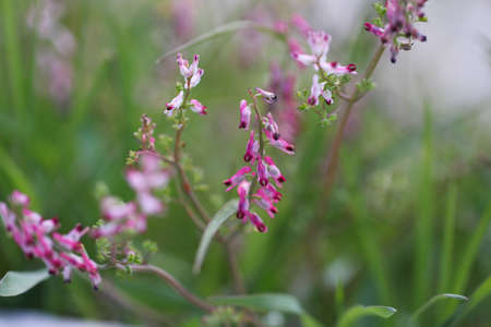 Abstract violet flowers on field.の写真素材