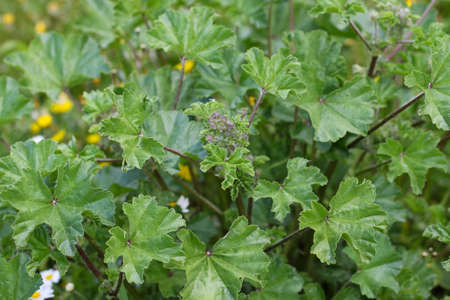 Violet "Common Mallow" flower. Its Latin name is Malva sylvestris.の写真素材