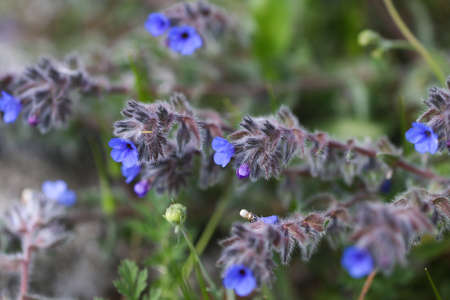 Floral simple background with beautiful gentle small blue meadow flowers.の写真素材