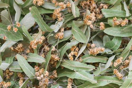 Close up of dried linden flowers as a background.の写真素材