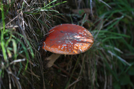 Red Amanita muscaria mushrooms in a forest. Magic mushroom.