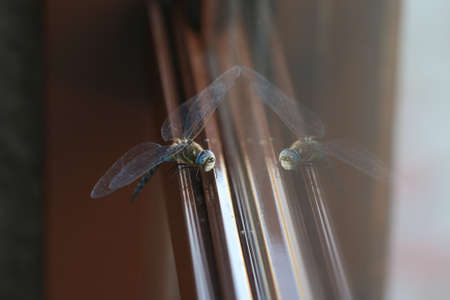 Close up of a very beautiful dragonfly with reflection at the window.の写真素材