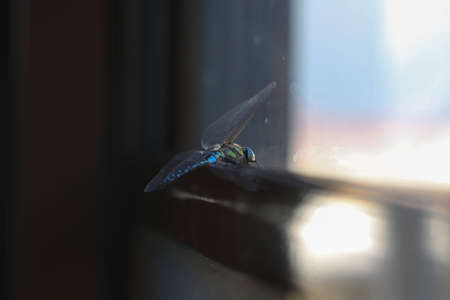 Close up of a very beautiful dragonfly with reflection at the window.の写真素材