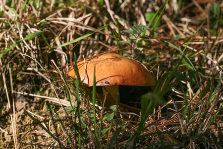 Beautiful mushroom in an autumn forest.の写真素材