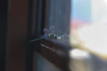 Close up of a very beautiful dragonfly with reflection at the window.の写真素材