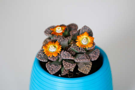Cactus with orange flowers in a blue pot.