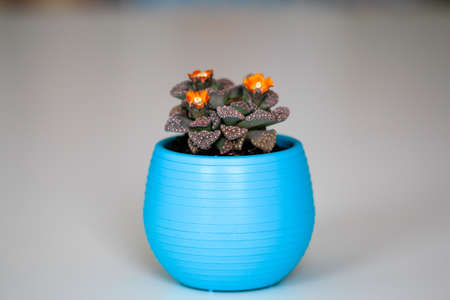 Cactus with orange flowers in a blue pot.