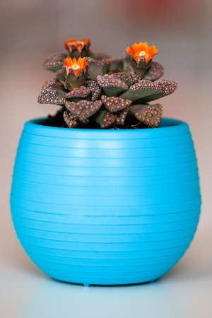 Cactus with orange flowers in a blue pot.の写真素材