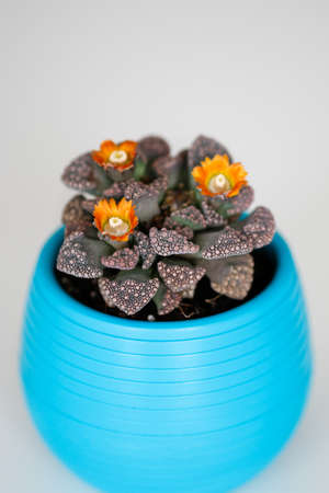 Cactus with orange flowers in a blue pot.の写真素材