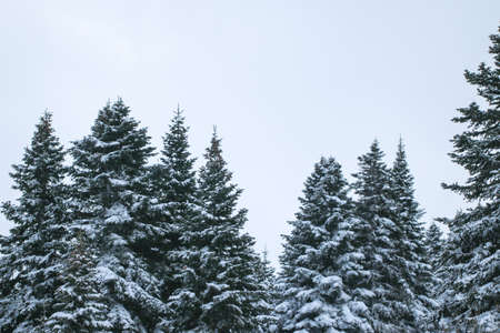 Snow covered pine trees in mountain forestの写真素材