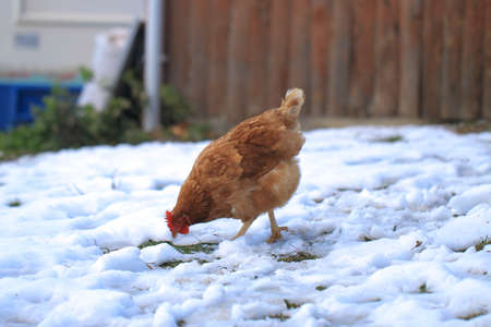 Funny hen walks in winter and white snow.の写真素材
