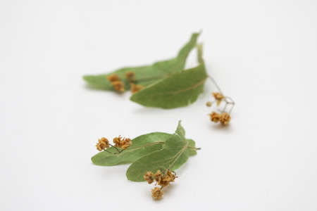 Close up of dried linden flowers solated on white background.の写真素材