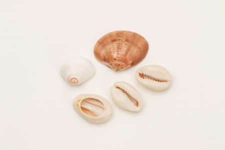 Various color sea shells isolated on white background.の写真素材