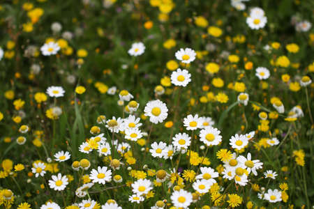 Nature background with blossoming daisy flowers. Nature.の写真素材