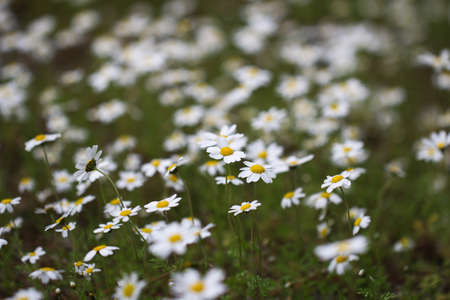 Nature background with blossoming daisy flowers. Nature.の写真素材