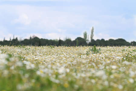 Nature background with blossoming daisy flowers. Nature.の写真素材