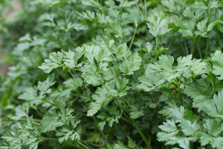 Pictures of parsley in the natural organic hobby garden.