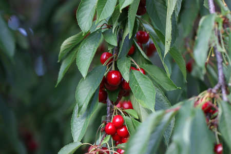 Cherries hanging on a cherry tree branch. Red and sweet cherries on a branch.の写真素材
