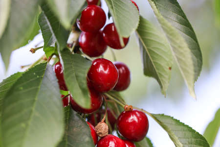 Cherries hanging on a cherry tree branch. Red and sweet cherries on a branch.