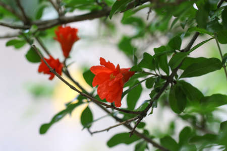 Green pomegranate branches with red flowers in the garden.の写真素材