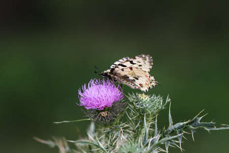 Butterfly sitting on a flower on blurred grass background.の写真素材