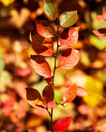 Beautiful orange autumn leaves on a dark background. Natural background.の写真素材