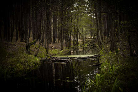 Beaver dam on a small river inside of a forest during autumn season.